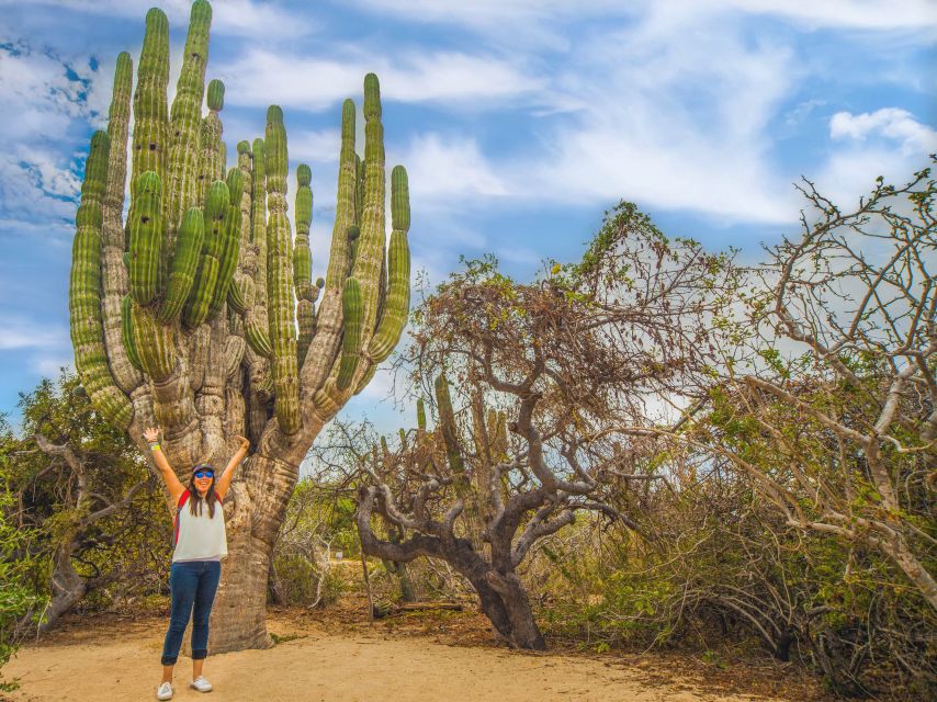 Cabo San Lucas Half Day Guided Camel Safari Tour