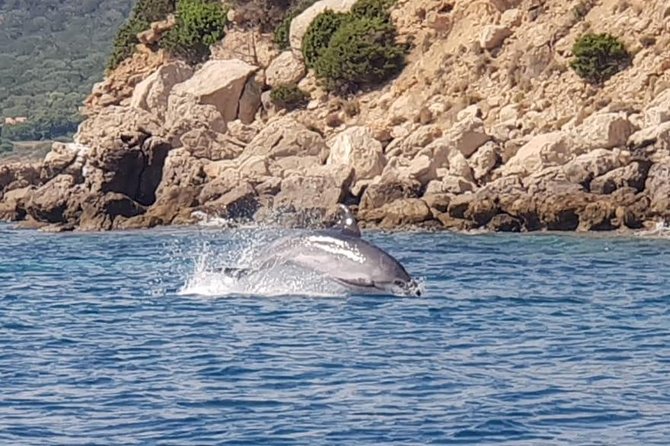 Dolphin Watching Tour – From Golfo Aranci