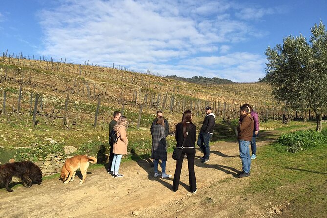 Douro Valley: Small-Group Tour Wine Tasting, Lunch, River Cruise - Tour Highlights and Inclusions