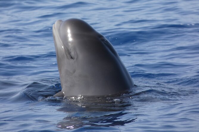 No Chase Whale & Dolphin Tour Putting Marine Life First – We Care