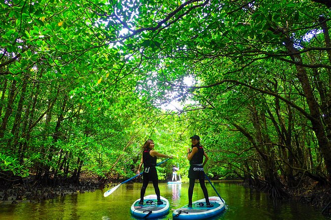[Okinawa Iriomote] Sup/Canoe Tour in a World Heritage - Overview of the SUP/Canoe Tour