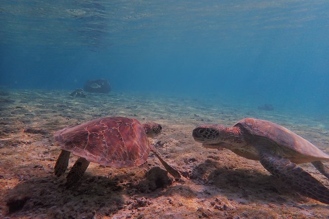 Swim in the Shining Sea! Sea Turtle Snorkeling