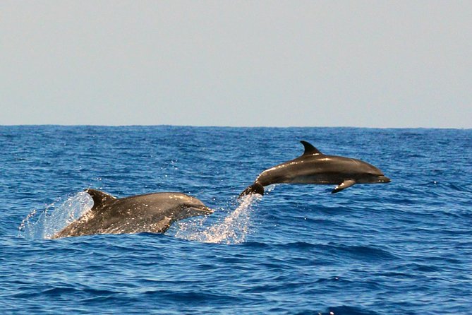 Whale Watching Eco-Adventure From Costa Adeje