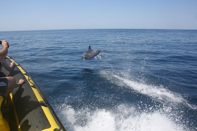 Caves and Dolphin Watching Cruise From Albufeira - Important Information