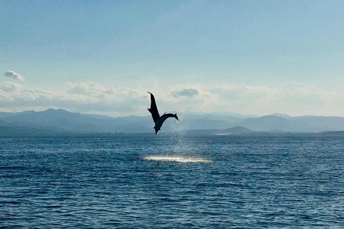 Dolphin Watching Tour - From Golfo Aranci - Reviews