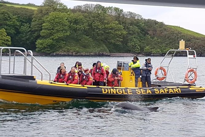 Exhilarating Rib Experience - Dingle Sea Safari - Booking Information