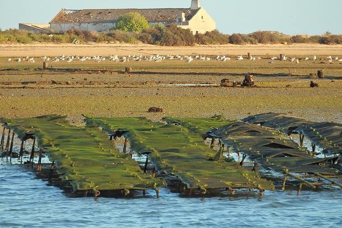 Ria Formosa - Boat Trip to the 3 Islands: Armona | Culatra Island | Lighthouse - Frequently Asked Questions