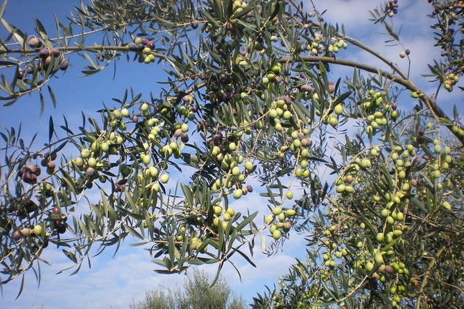 Sorrento Farm and Food Experience Including Olive Oil, Limoncello, Wine Tasting - Farm Exploration