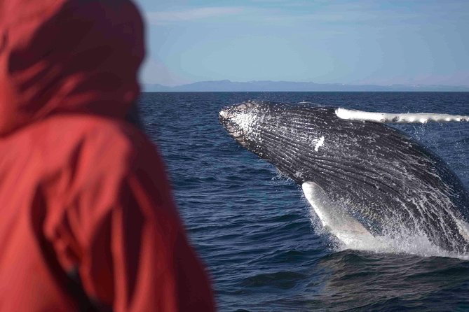 The Original Classic Whale Watching From Reykjavik - Traveler Reviews