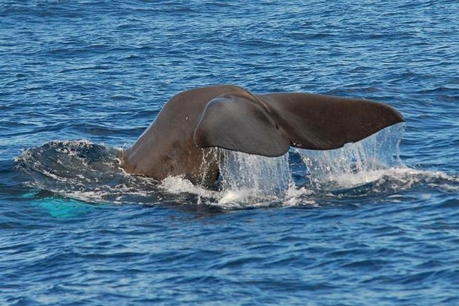 Whale and Dolphin Watching in Calheta, Madeira Island - Essential Information