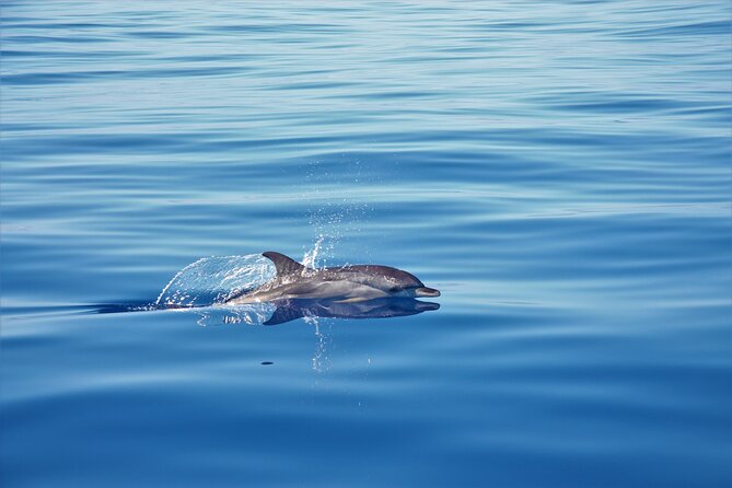 Whale and Dolphin Watching Tour in Madeira - Tour Features