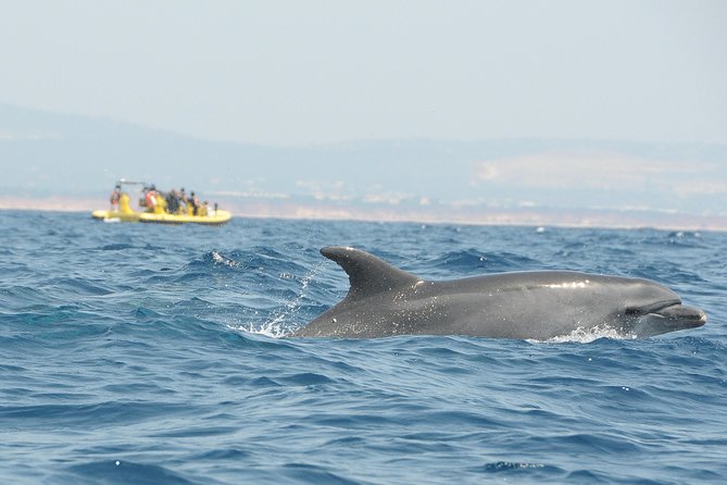 Caves and Dolphin Watching Cruise From Albufeira - Customer Reviews