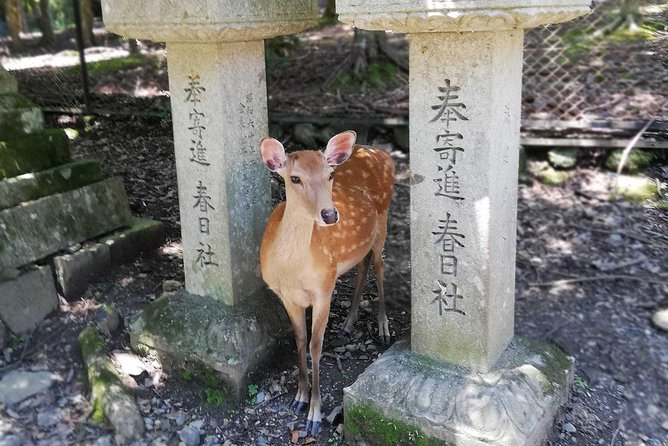 Nara Half Day Trip Walking Tour - Meeting Point and Pickup