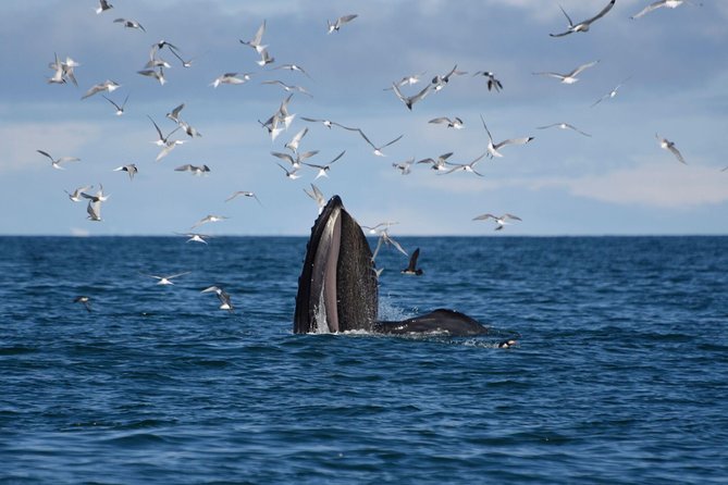 The Original Classic Whale Watching From Reykjavik - Customer Experiences