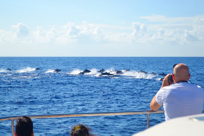 VipDolphins Luxury Whale Watching - Reviews