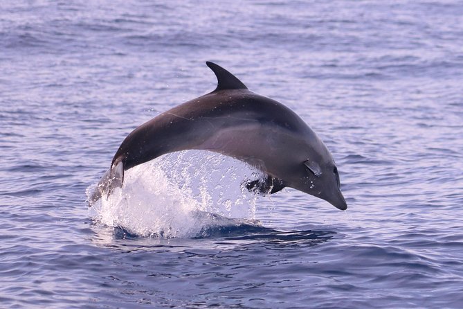 Whale and Dolphin Watching in Calheta, Madeira Island - Meeting and Departure Details