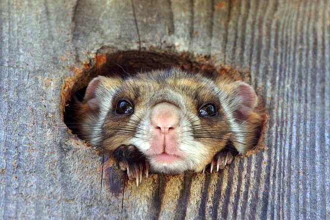 Wild Japanese Flying Squirrel Watching Tour in Nagano - Cancellation Policy