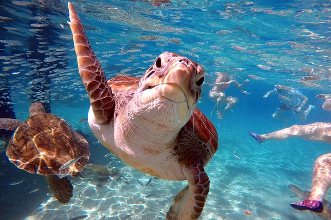 Curacao: Swimming With Sea Turtles and Grote Knip Beach Tour - Directions