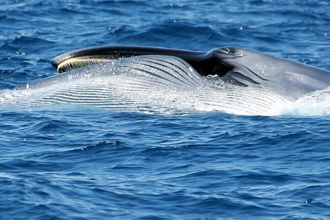 No Chase Whale & Dolphin Tour Putting Marine Life First - We Care - Eco-Friendly Practices and Sustainability