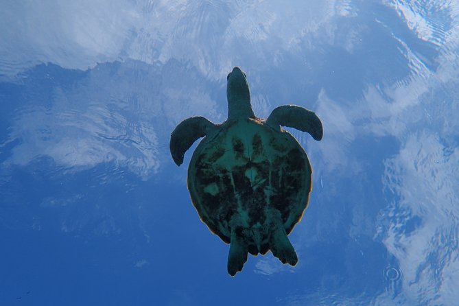 Swim in the Shining Sea! Sea Turtle Snorkeling - Cancellation Policy