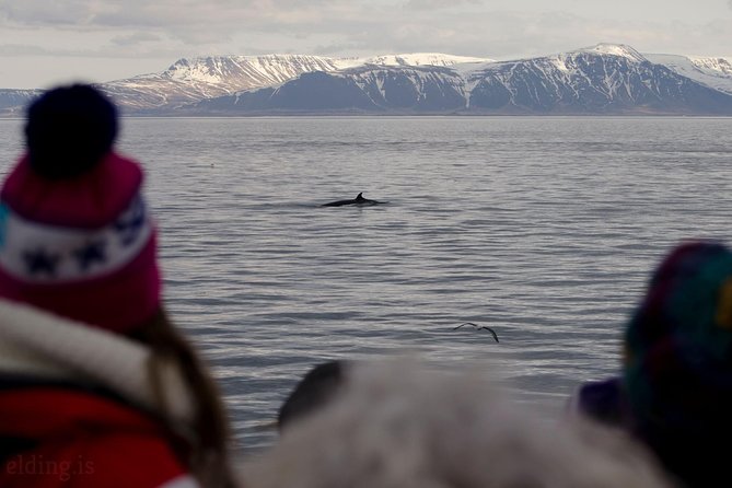 The Original Classic Whale Watching From Reykjavik - Sightings and Wildlife