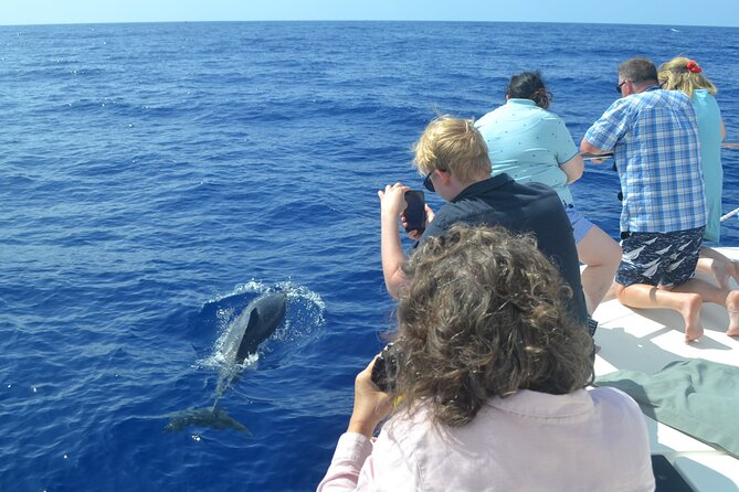VipDolphins Luxury Whale Watching - Price and Booking
