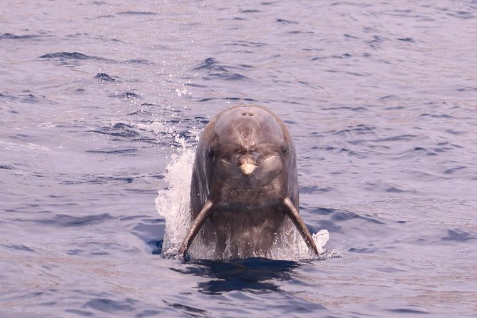 Whale and Dolphin Watching in Calheta, Madeira Island - Cancellation Policy