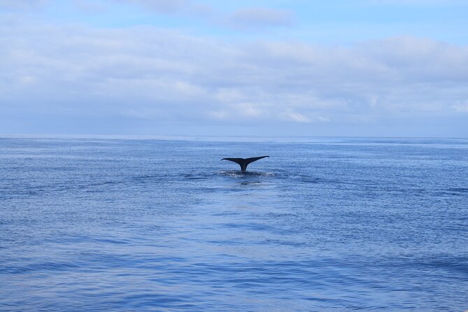Whale and Dolphin Watching Tour in Madeira - Additional Information