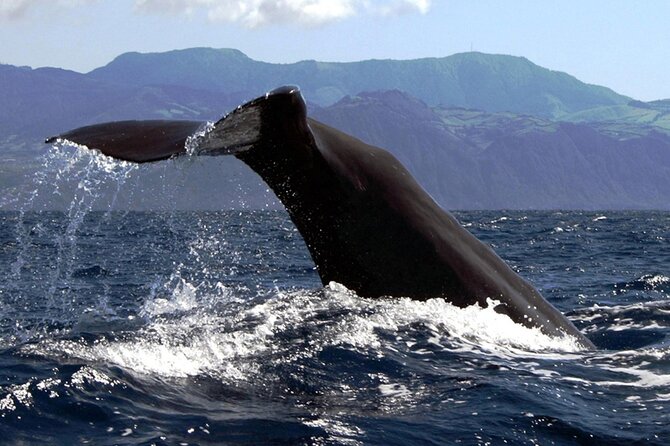 Azores Whale Watching & Islet Boat Tour - Frequently Asked Questions