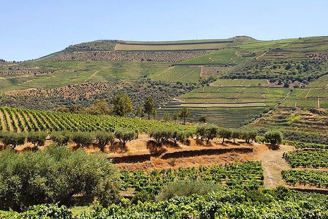 Complete Douro Valley Wine Tour With Lunch, Wine Tastings and River Cruise - Tour Inclusions