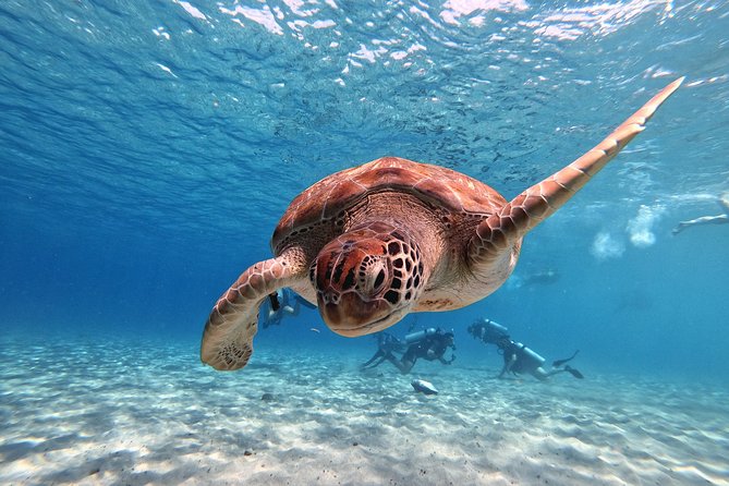 Curacao: Swimming With Sea Turtles and Grote Knip Beach Tour - Tips for an Unforgettable Experience