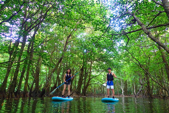 [Iriomote]Sup/Canoe Tour + Sightseeing in Yubujima Island - Iriomote-jima Mangrove Forest