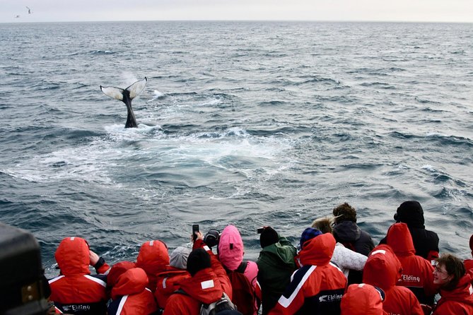 The Original Classic Whale Watching From Reykjavik - Recommendations and Suggestions