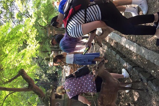All Must-Sees in 3 Hours - Nara Park Classic Tour! From JR Nara! - Encounter With Deer