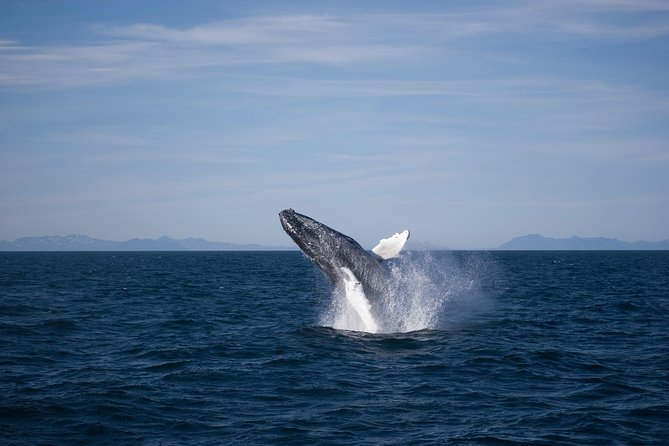 The Original Classic Whale Watching From Reykjavik - Frequently Asked Questions