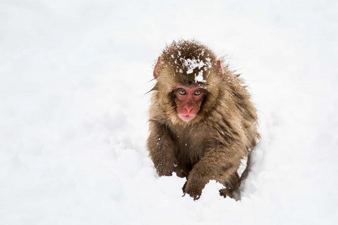 1-Day Snow Monkeys, Zenko-ji Temple & Sake in Nagano - Tour Logistics and Details