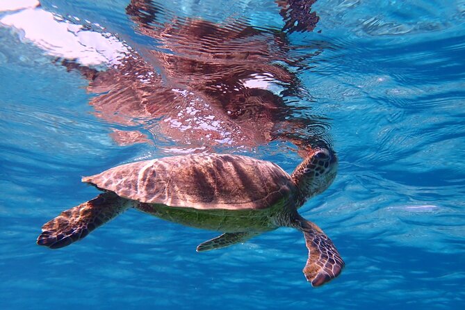 Swim in the Shining Sea! Sea Turtle Snorkeling - Weather and Cancellation Conditions