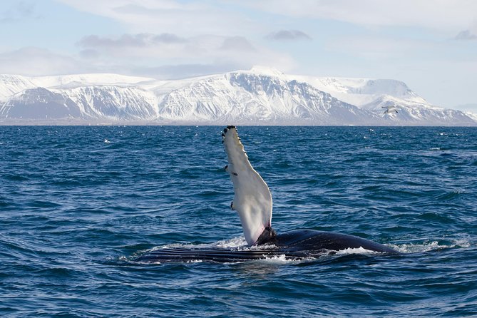 The Original Classic Whale Watching From Reykjavik - Recap
