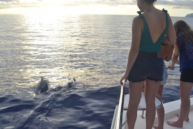 VipDolphins Luxury Whale Watching - Frequently Asked Questions