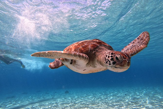 Curacao: Swimming With Sea Turtles and Grote Knip Beach Tour - Tour Details