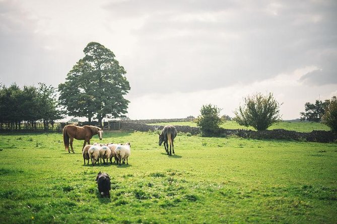 Dublin: Glendalough, Wicklow, Kilkenny and Sheepdog Demonstration - Key Points