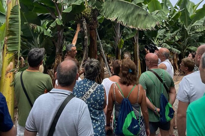Guided Visit to the Banana Museum - Key Points