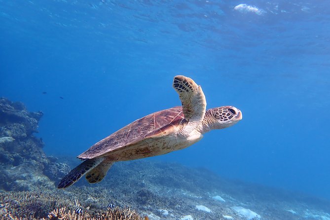 Swim in the Shining Sea! Sea Turtle Snorkeling - Key Points