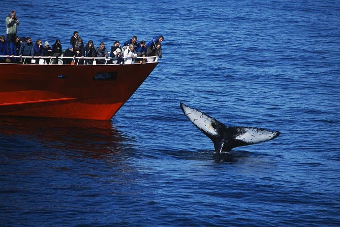 The Original Classic Whale Watching From Reykjavik - Key Points