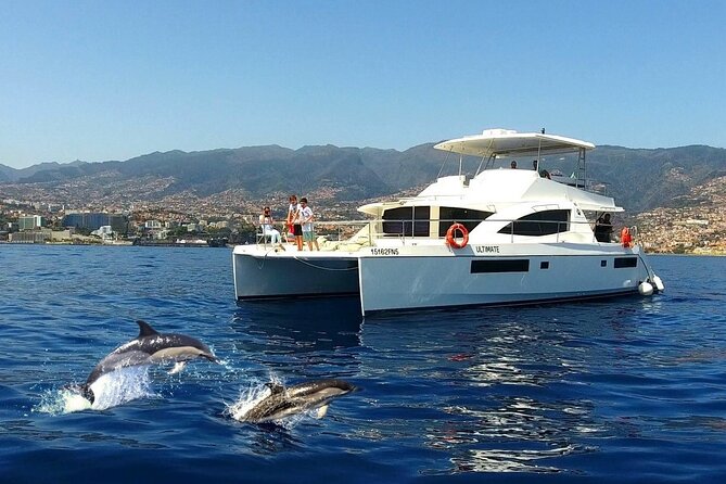 VipDolphins Luxury Whale Watching - Key Points