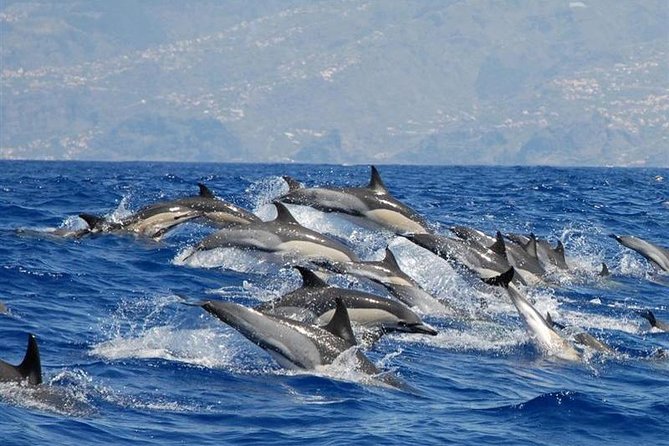 Whale and Dolphin Watching in Calheta, Madeira Island - Key Points