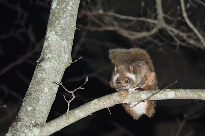Wild Japanese Flying Squirrel Watching Tour in Nagano - Key Points