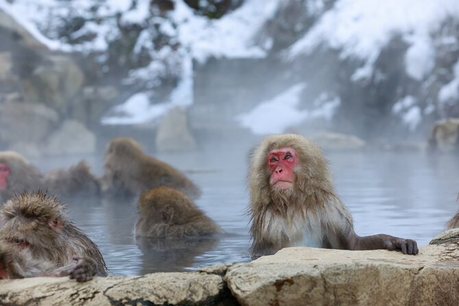 1-Day Private Snow Monkey ZenkoJi Temple & SakeTasting NaganoTour - Tour Details
