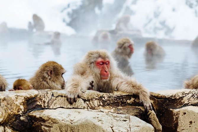 1-Day Snow Monkeys & Snow Fun in Shiga Kogen Tour