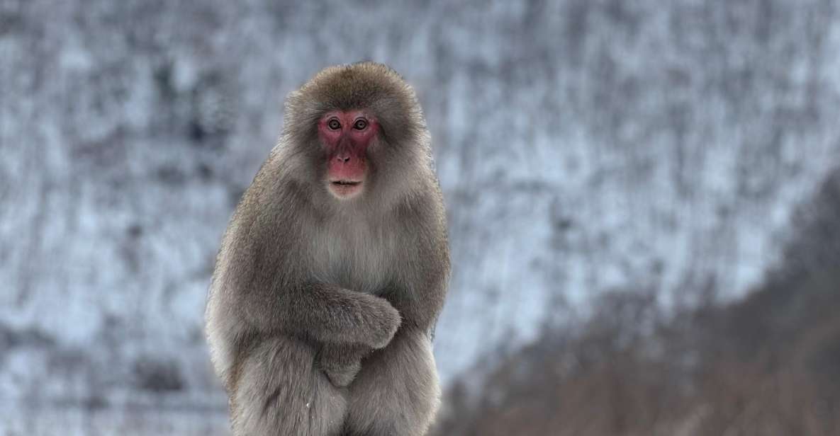 A Memorabele Snow Monkey Park and Zenkoji Temple Tour